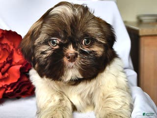 Shih Tzu dogs Mace - Ad 1