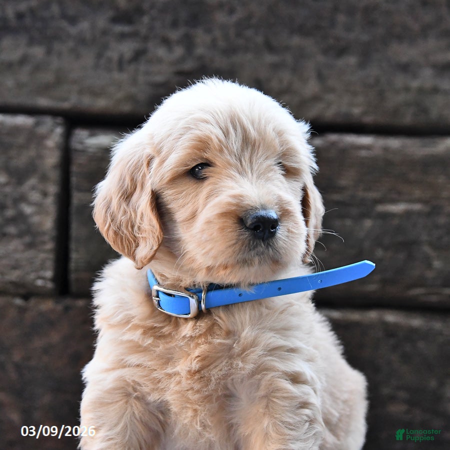 Goldendoodle dogs Bandit - Ad 2