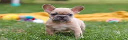 French Bulldog dogs for sale: Layla  - Ad 8