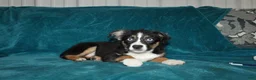 Miniature Australian Shepherd dogs for sale: Jingles  - Ad 1