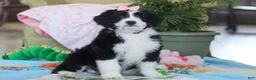 Bernedoodle dogs for sale: Ivy - Ad 4