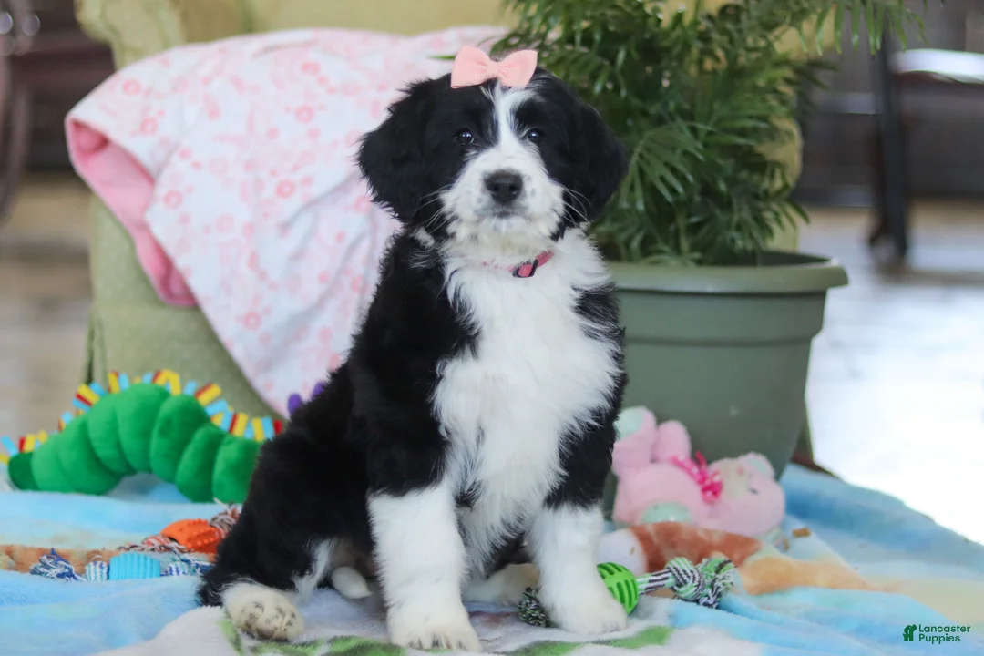 Bernedoodle dogs for sale: Ivy - Ad 4