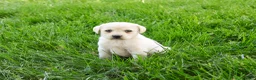 Labrador Retriever dogs for sale: Tinkerbell - Ad 3