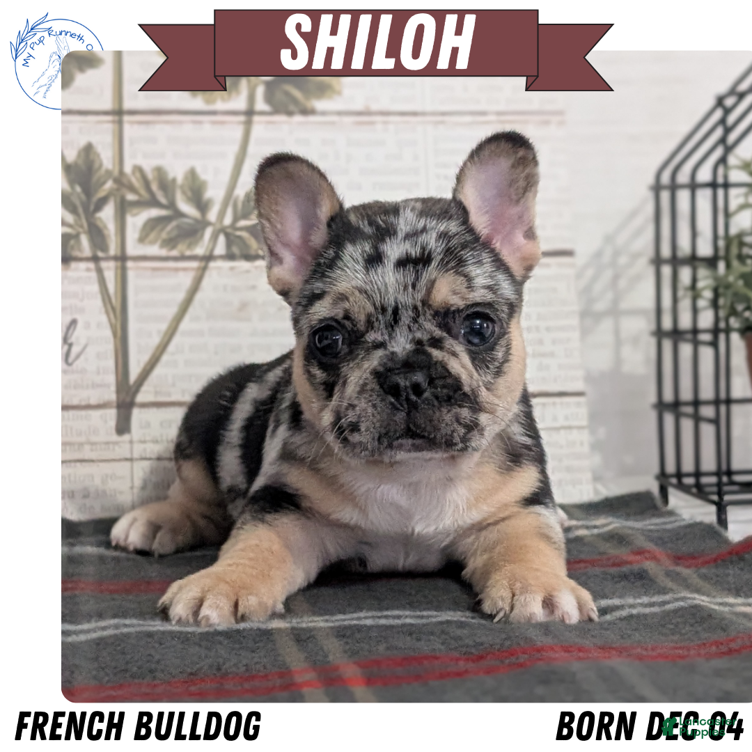 French Bulldog dogs Shiloh - Ad 3