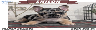 Shiloh