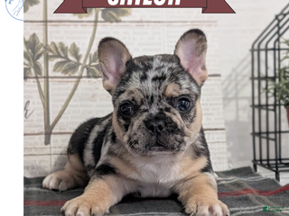 French Bulldog dogs Shiloh - Ad 3