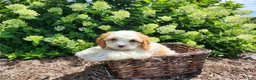 Cavapoo dogs for sale: Valentine - Ad 4