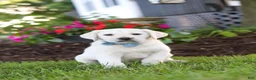 Labrador Retriever dogs for sale: Kurt - Ad 6