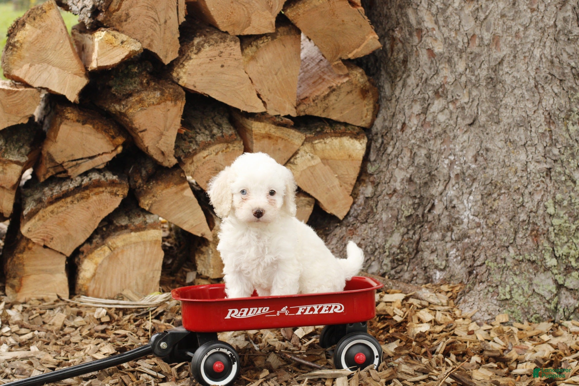 Cockapoo dogs Vanilla - Ad 1