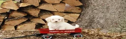 Cockapoo dogs for sale: Vanilla - Ad 1