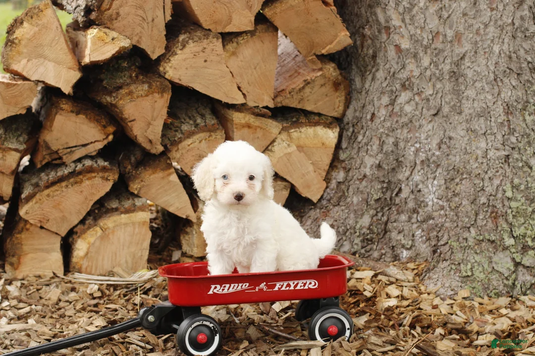 Cockapoo dogs for sale: Vanilla - Ad 1