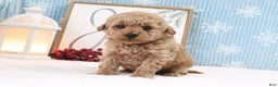 Miniature Poodle dogs for sale: Hunter - Ad 2