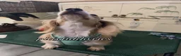 Miniature Dachshund dogs for sale: Adult Long Haired Cream Piebald Female - Ad 5