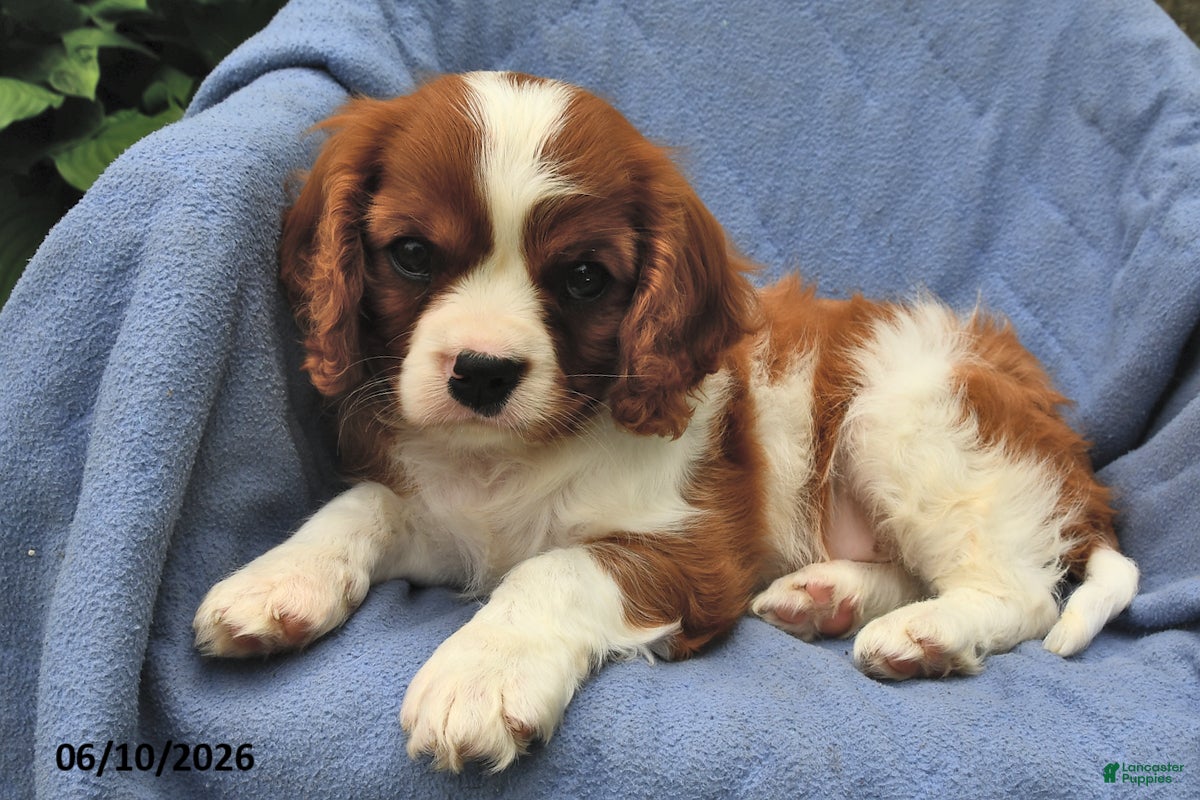 Cavalier King Charles Spaniel dogs Henry - Ad 2