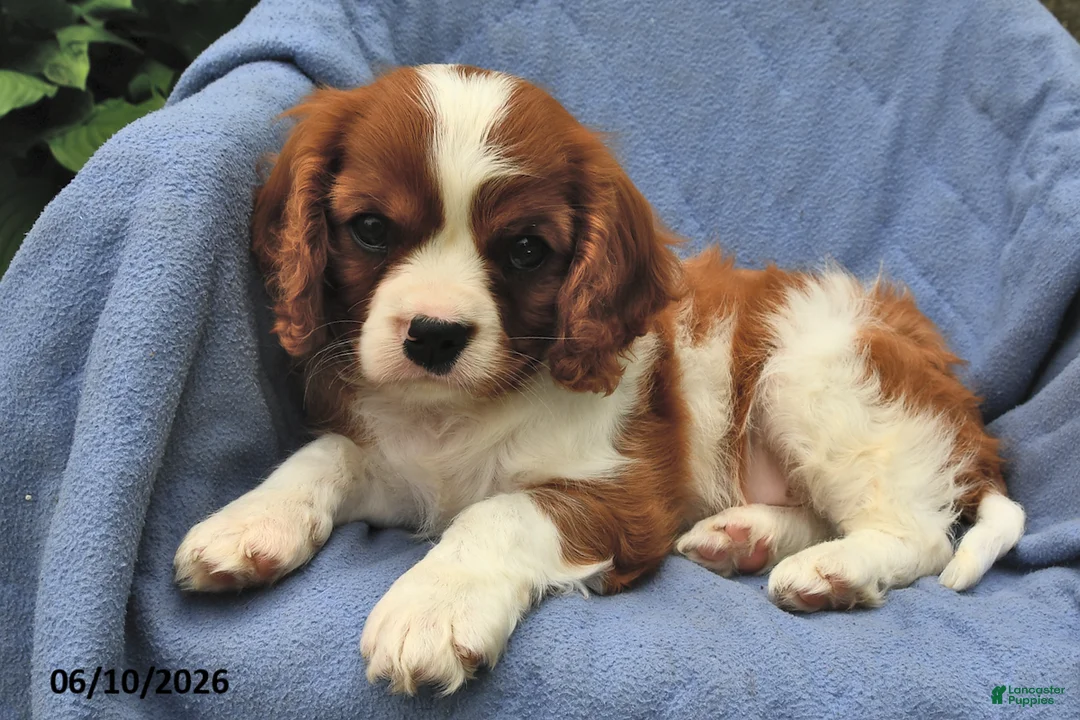 Cavalier King Charles Spaniel dogs for sale: Henry - Ad 2