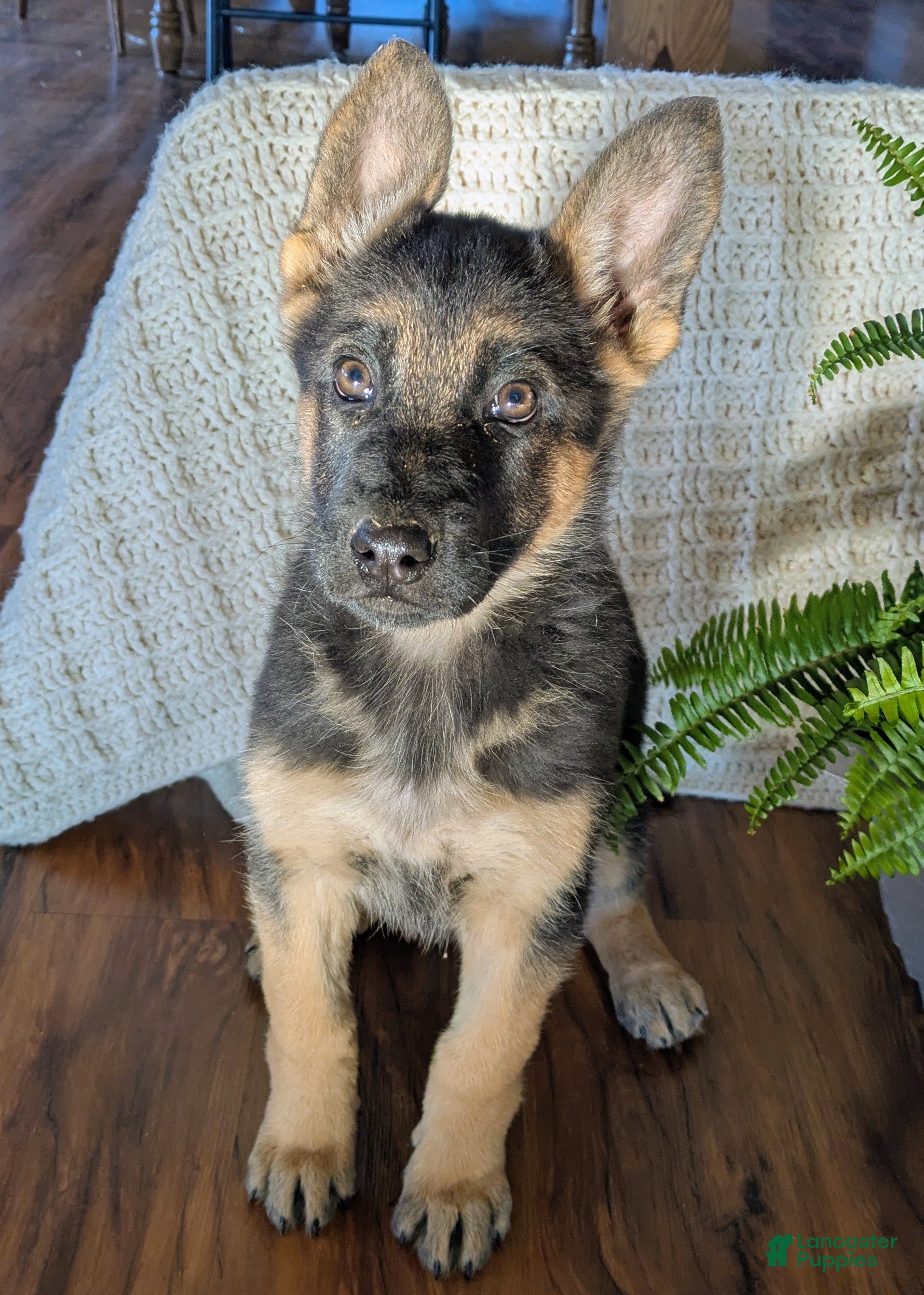 German Shepherd dogs Rhonda - Ad 37