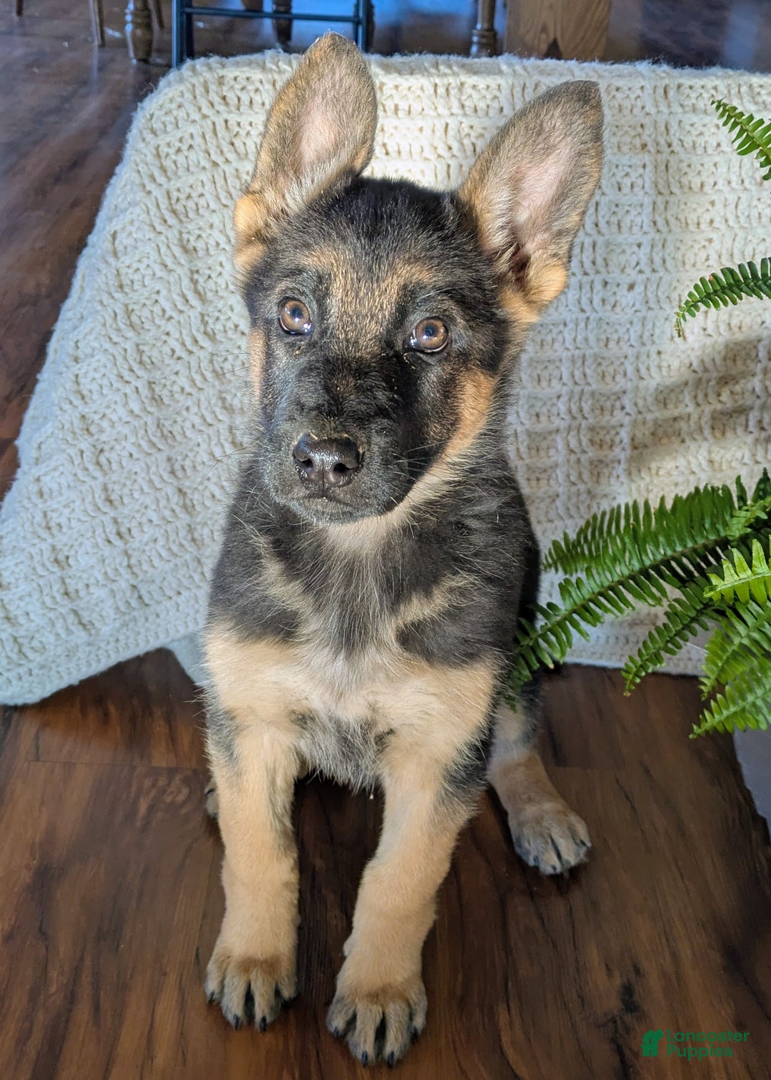 German Shepherd dogs for sale: Rhonda - Ad 1