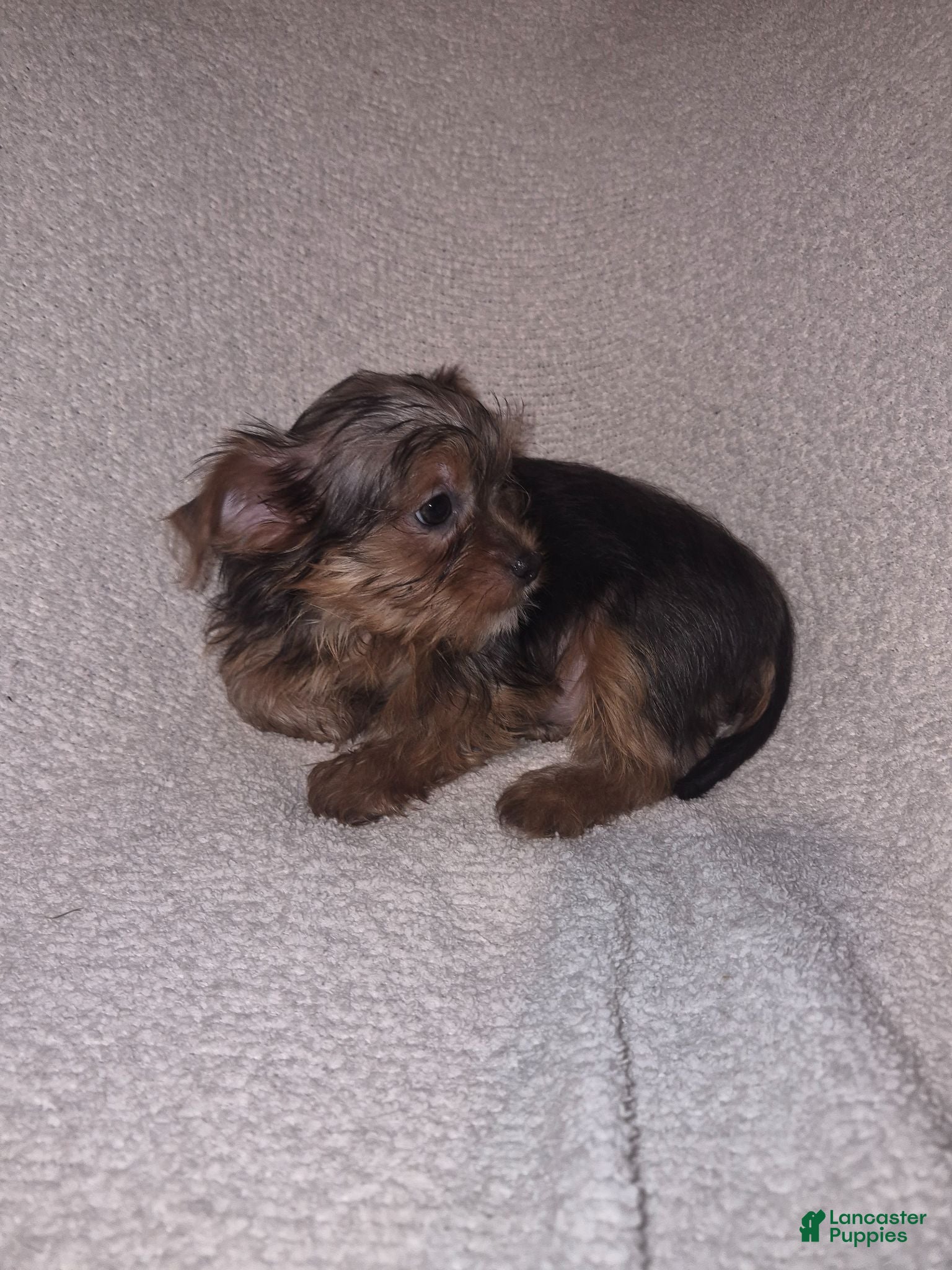 Shorkie dogs Ruby - Ad 2