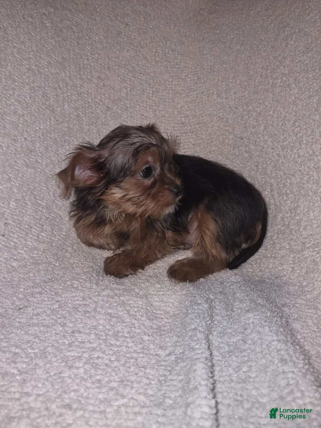 Shorkie dogs for sale: Ruby - Ad 2
