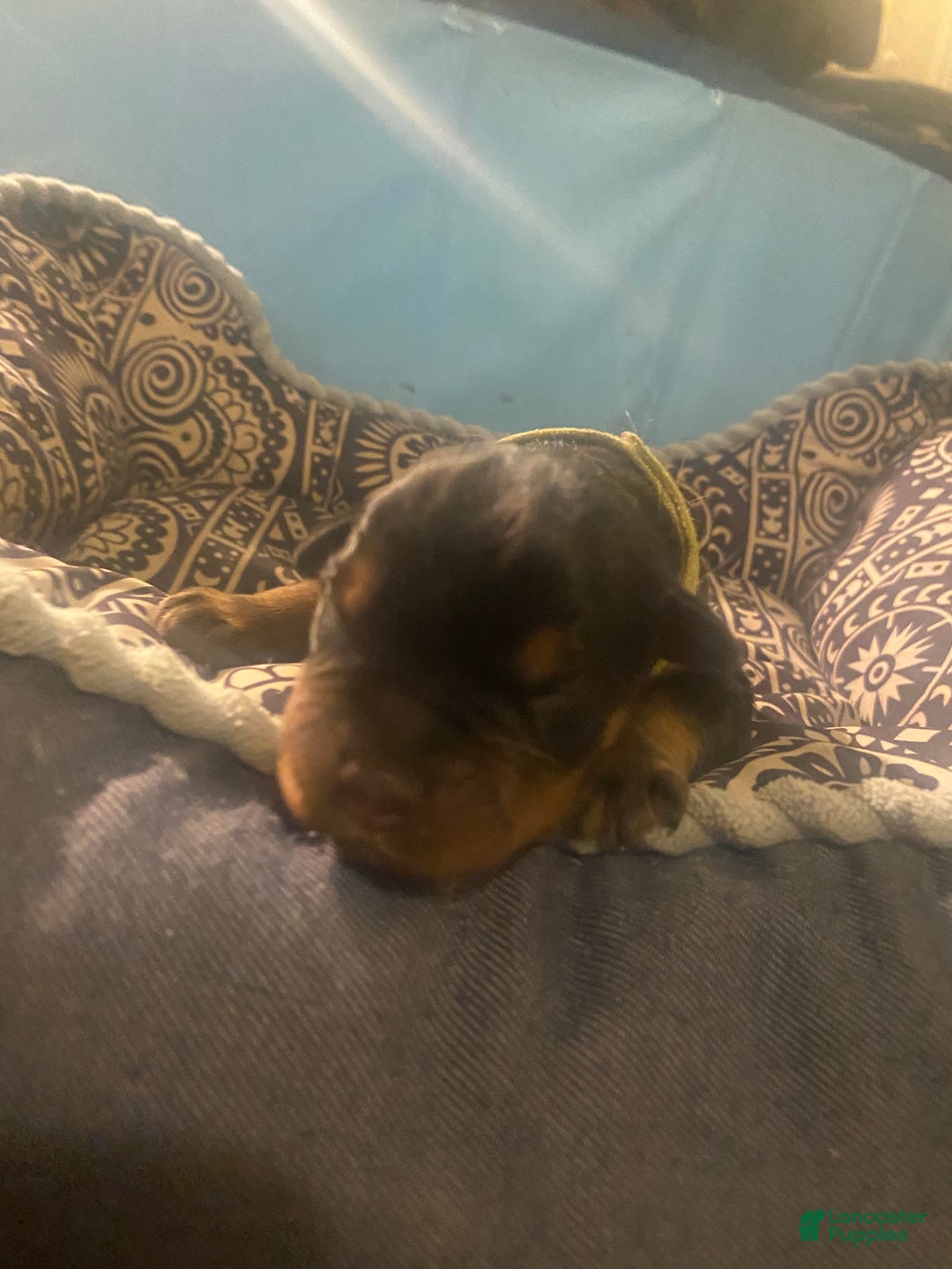 Rottweiler dogs for sale: 2nd Pick Female - Ad 2