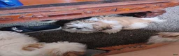 Shih Tzu dogs for sale: Stormy - Ad 6