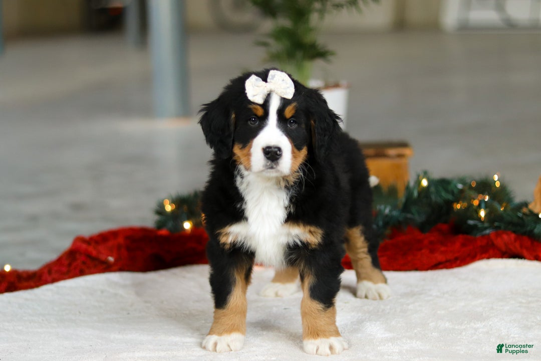 Bernese Mountain Dog dogs for sale: Karly - Ad 7