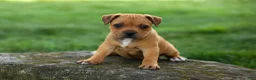 Staffordshire Bull Terrier dogs for sale: Marley 🌸🐾 - Ad 8