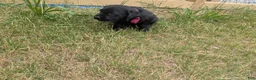 Labrador Retriever dogs for sale: Black Male (Red Collar) - Ad 5
