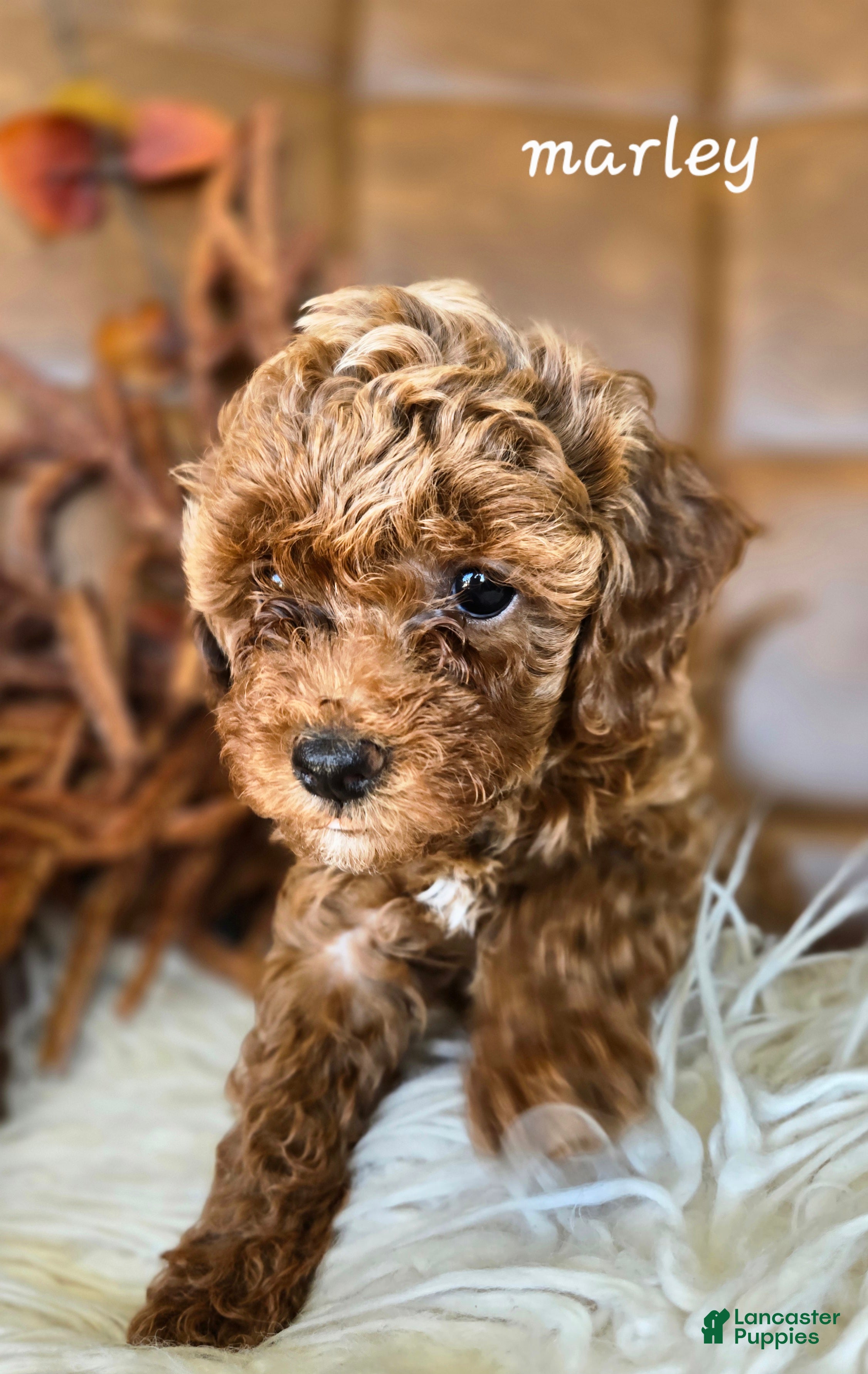 Cavapoo dogs Marley - Ad 1