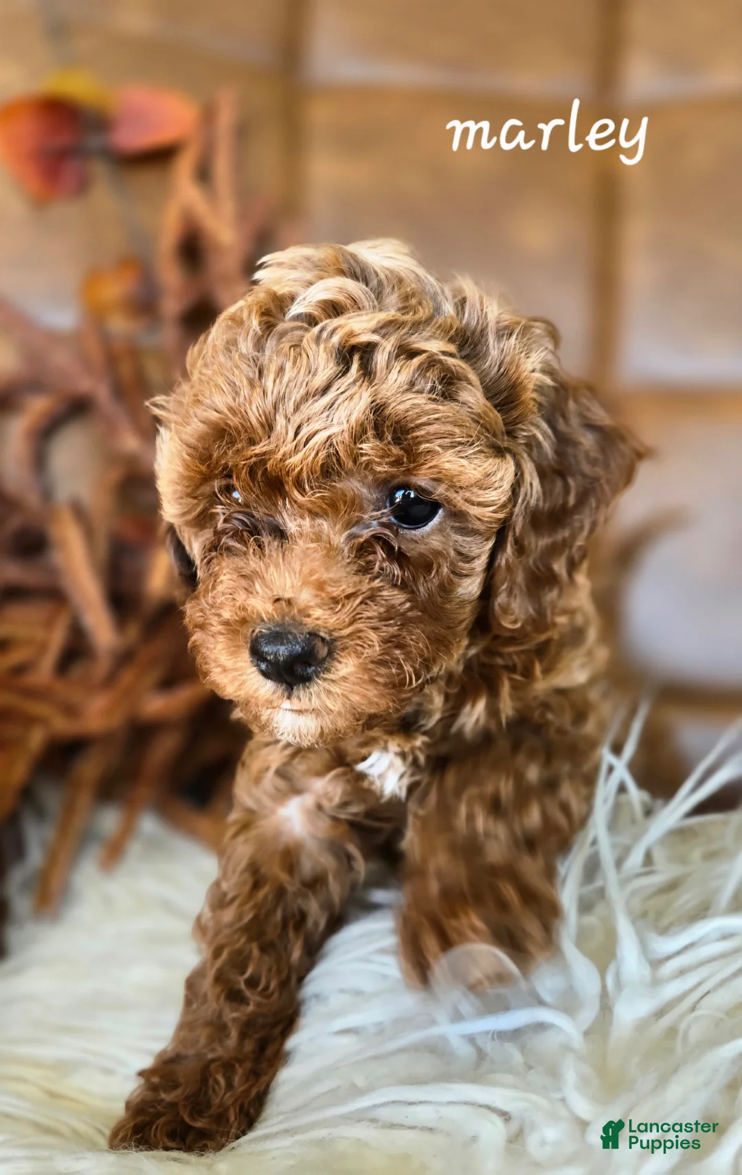 Cavapoo dogs for sale: Marley - Ad 1