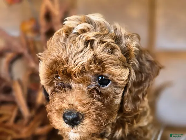 Cavapoo dogs for sale: Marley - Ad 1