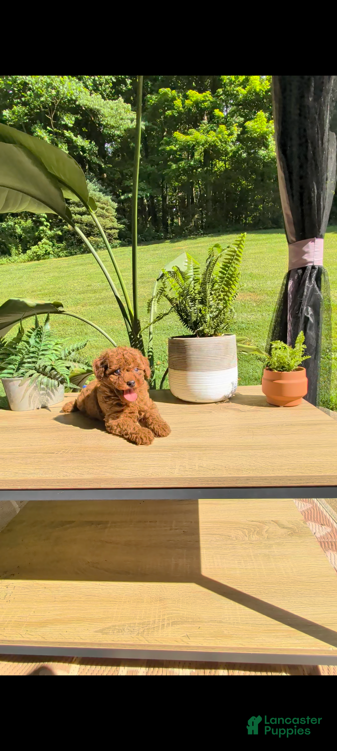Miniature Poodle dogs Beauty  - Ad 2