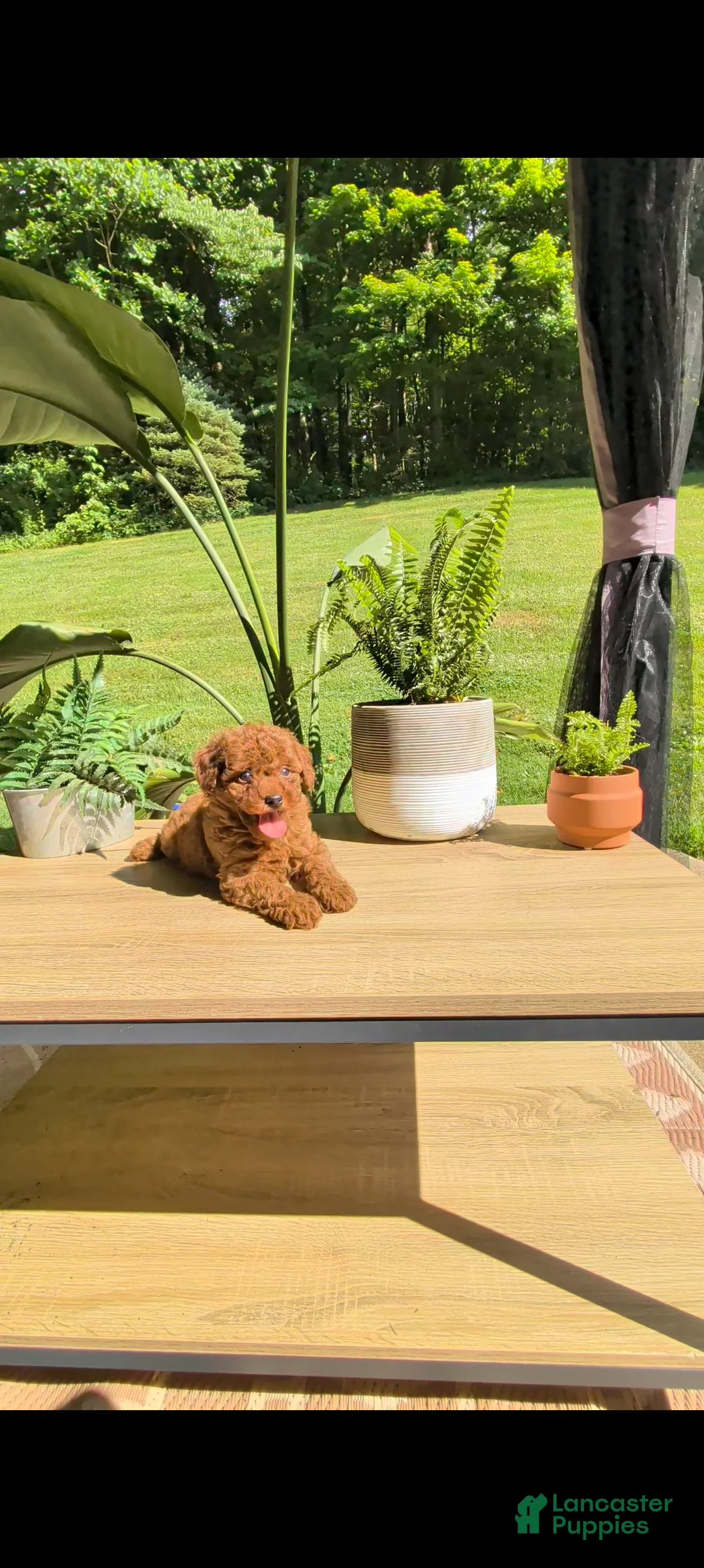 Miniature Poodle dogs for sale: Beauty  - Ad 2