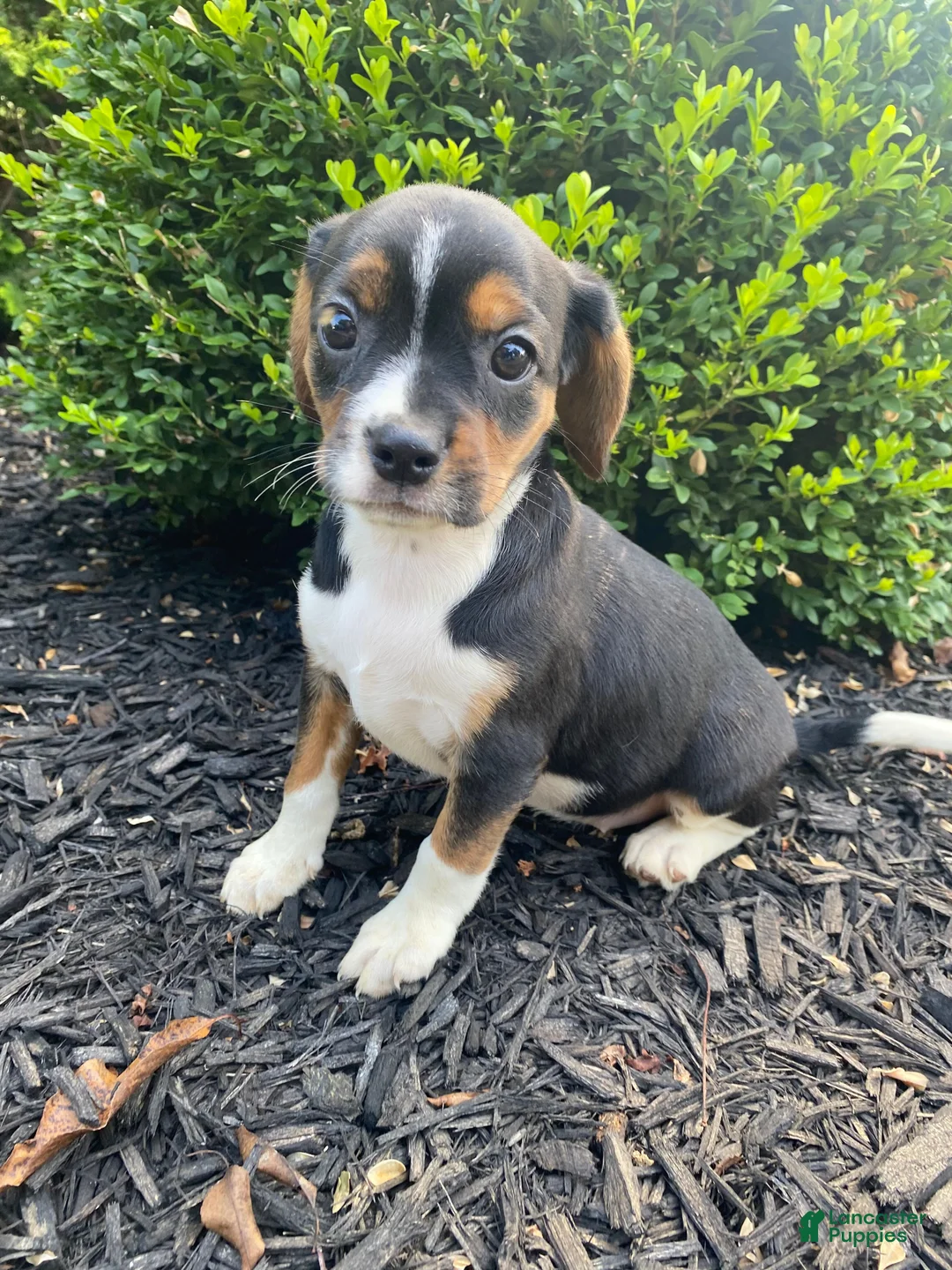Mixed Breed dogs for sale: Dolly - Ad 1