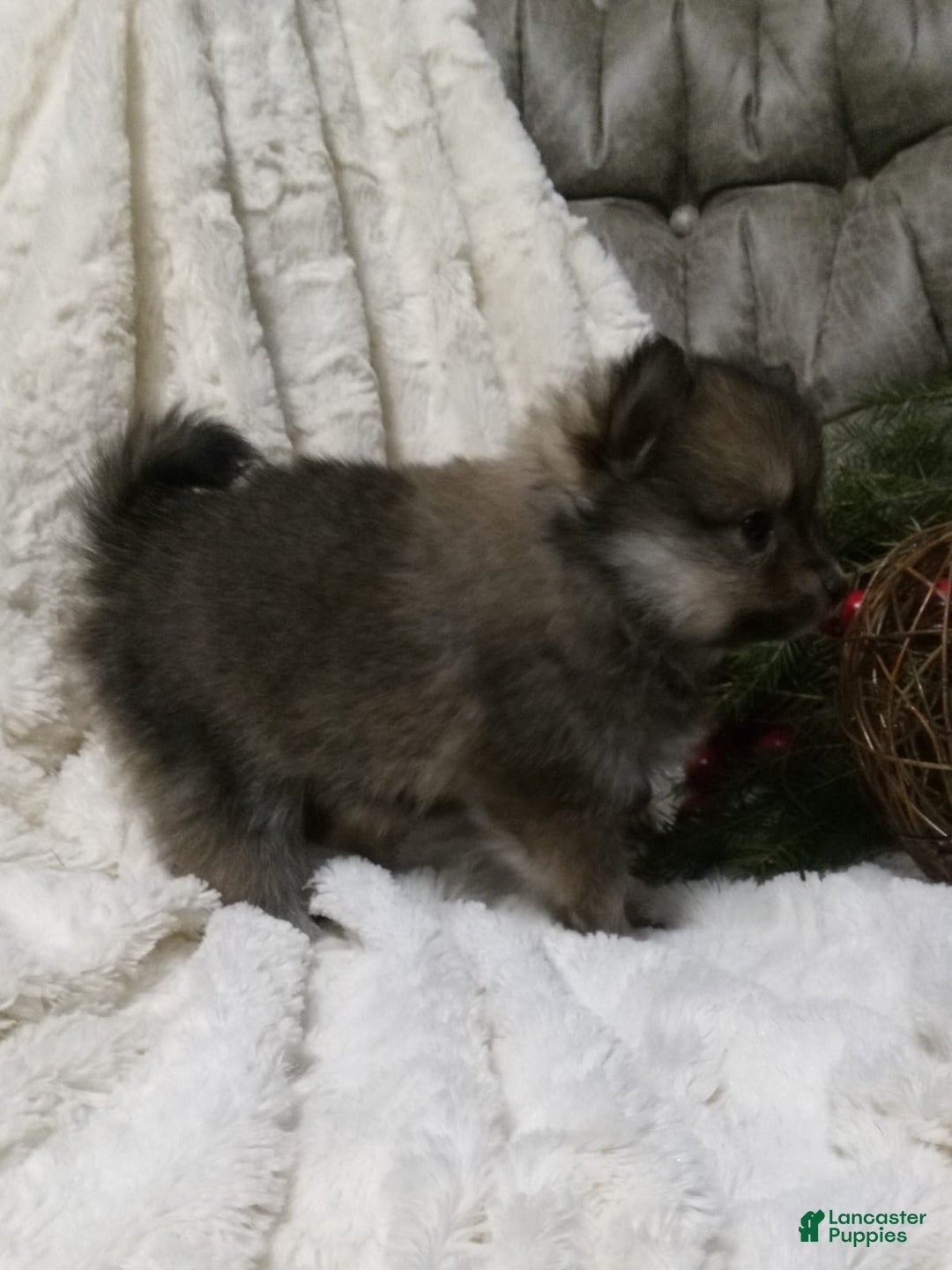Pomeranian dogs for sale: Chase - Ad 5