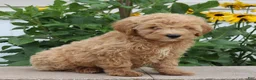 Mini Goldendoodle dogs for sale: Felix - Ad 2