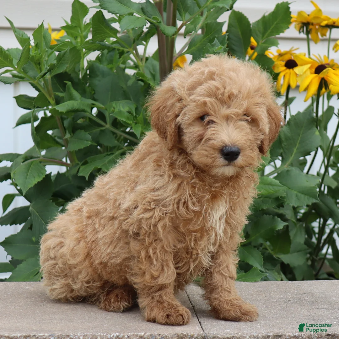 Mini Goldendoodle dogs for sale: Felix - Ad 2