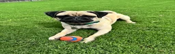 Pug dogs for sale: Bella - Ad 5