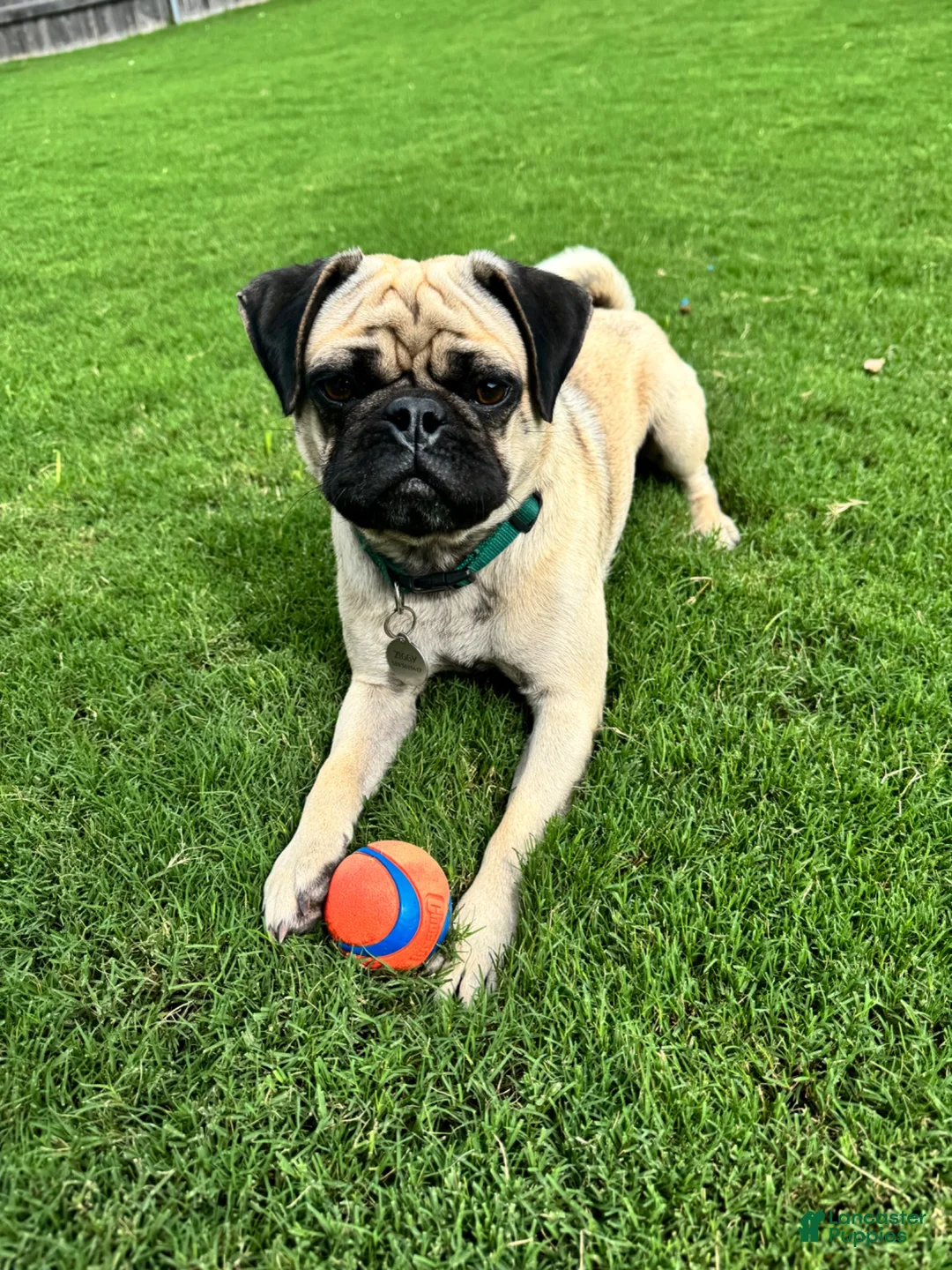 Pug dogs for sale: Bella - Ad 5