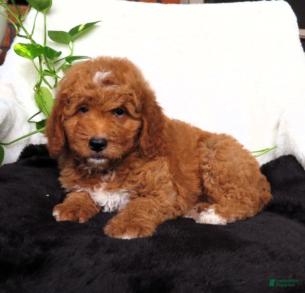 Mini Goldendoodle dogs Ruby - Ad 2