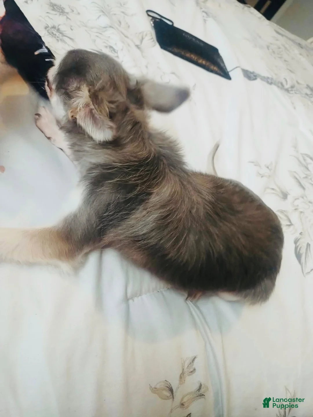 Chihuahua dogs for sale: Chihuahua 1 - Ad 4