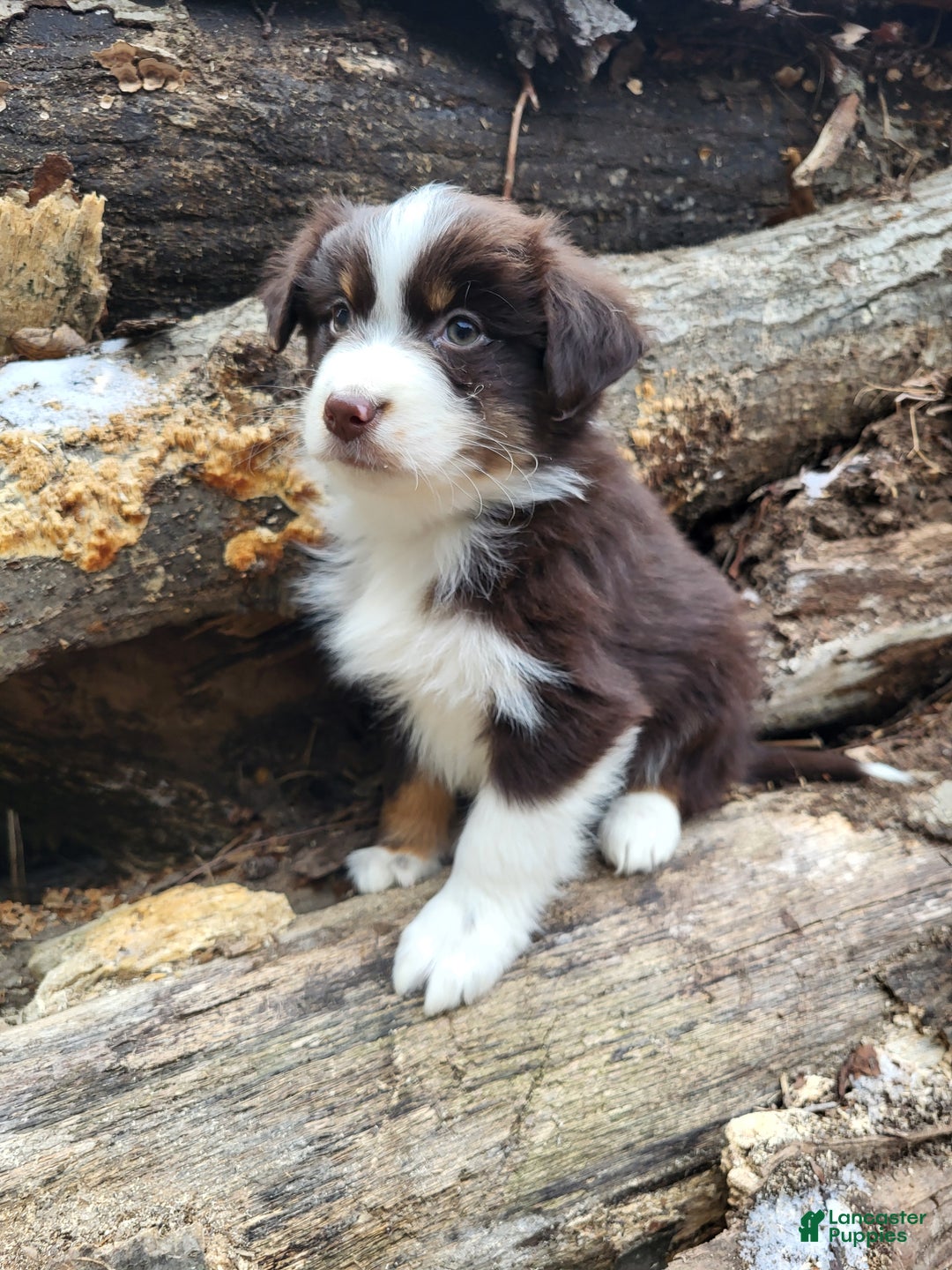 Australian Shepherd dogs for sale: Cherry - Ad 1