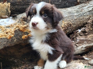Australian Shepherd dogs Cherry - Ad 4