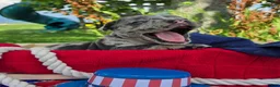 Olde English Bulldogge dogs for sale: Chase - Ad 7