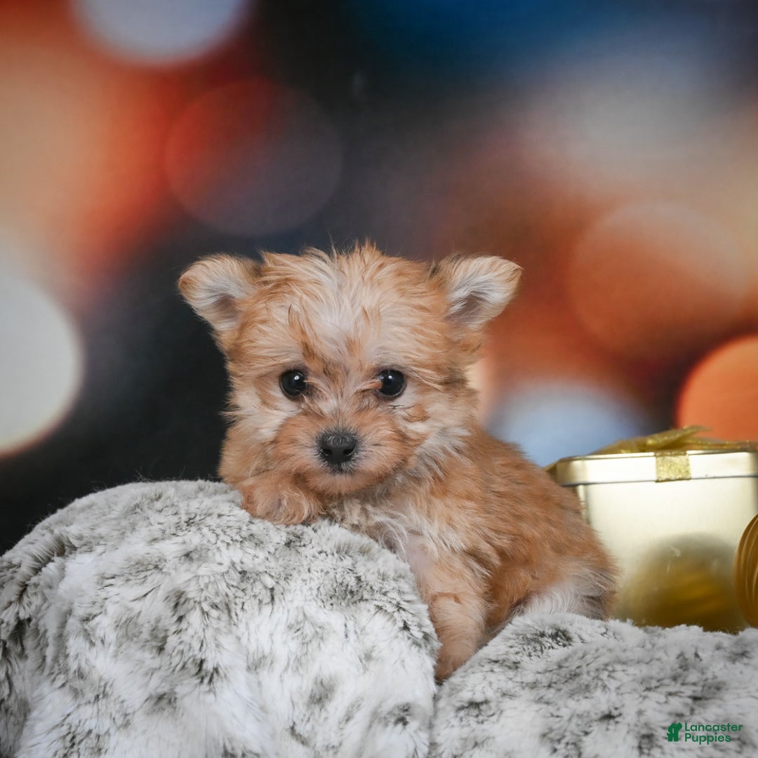 Morkie dogs for sale: mel - Ad 1