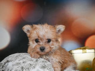 Morkie dogs mel - Ad 13