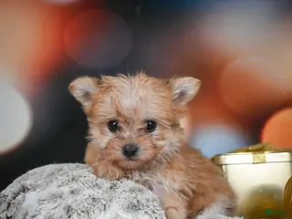 Morkie dogs mel - Ad 5