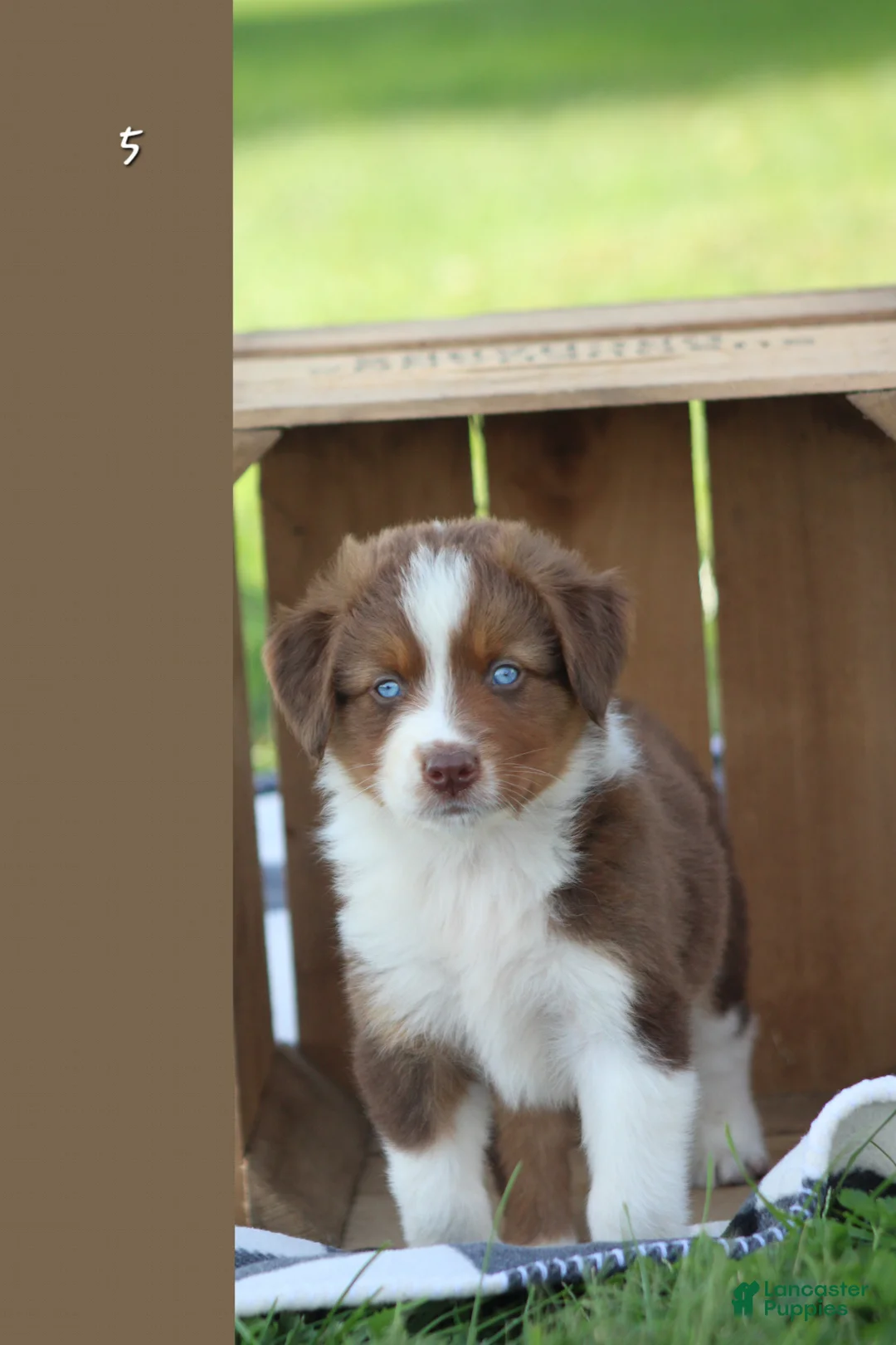 Australian Shepherd dogs for sale: Moat - Ad 2