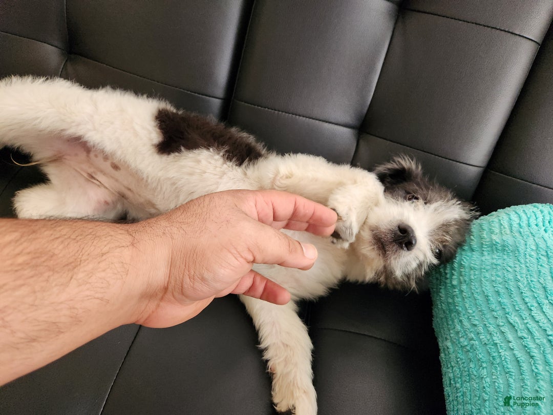 Mixed Breed dogs for sale: BERNADETTE - Ad 4