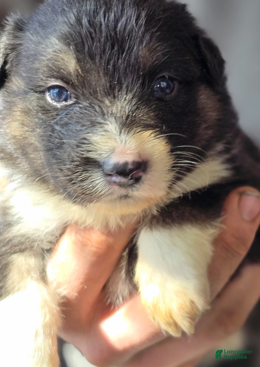 Australian Shepherd dogs for sale: Donna - Ad 1